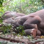 印度村莊現偷酒賊 叢林現24隻大象疑飲醉斷片! 森林保護員:可能咁啱係到訓呢